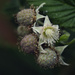 raspberry flower