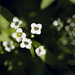 white and wild