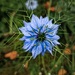 Blue flower