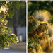 Golden Rain Tree Flowers