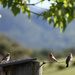 Leisurely on the Fence