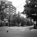 a pigeon crosses the road