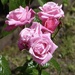 Pink Favourite