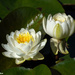 Water Lilies