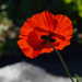 Backlit Poppy