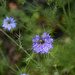 love-in-a-mist