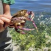 Beautiful Crab