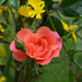 Rose Among The Weeds