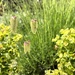 A plant I've not seen before! 