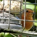 Hiding Robin