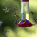 A Lot of Action at the Feeder