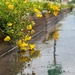 Blooming Through the Rain