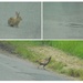 wildlife spotted today