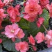 Begonias