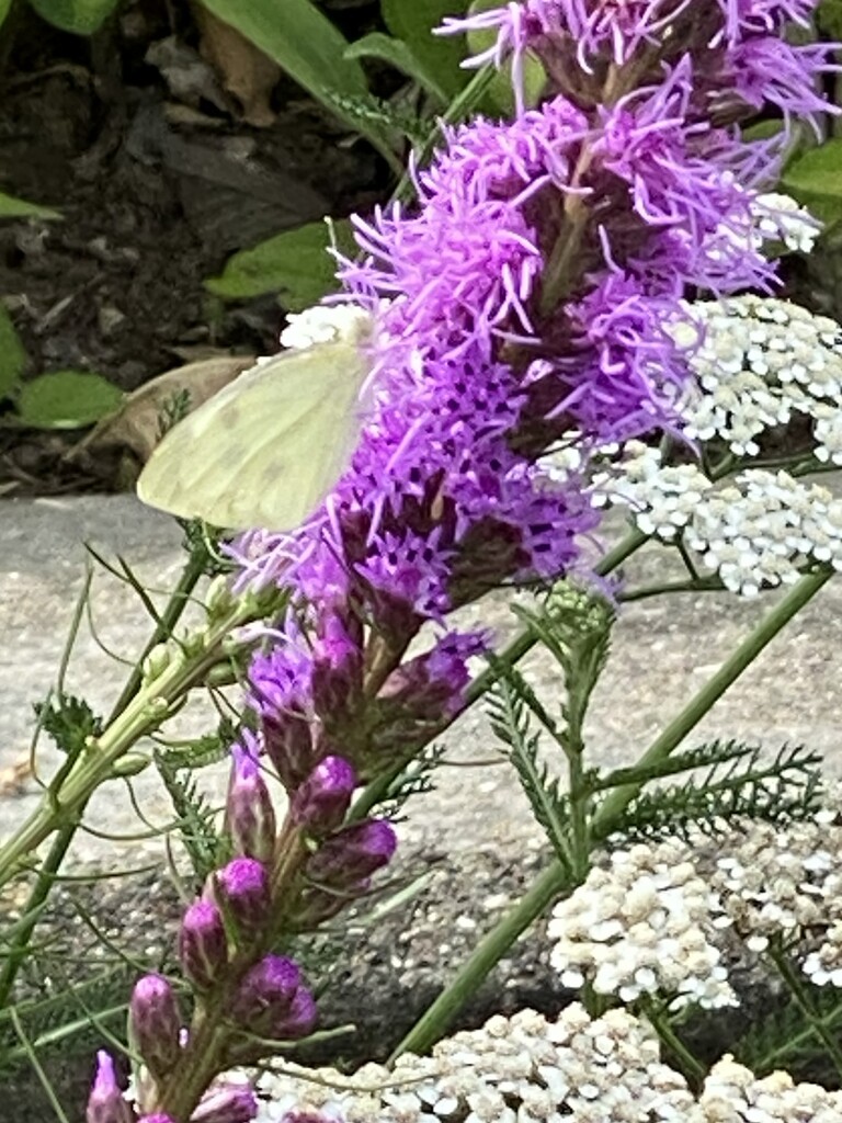 A little sulphur butterfly by tunia