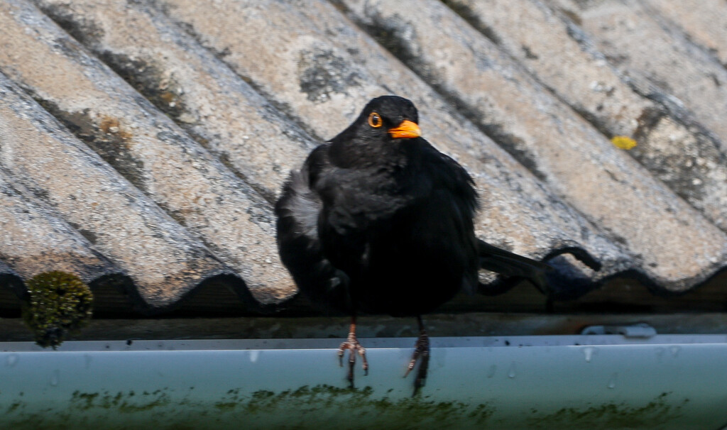 Sing Blackbird Sing by lifeat60degrees