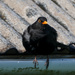 Sing Blackbird Sing