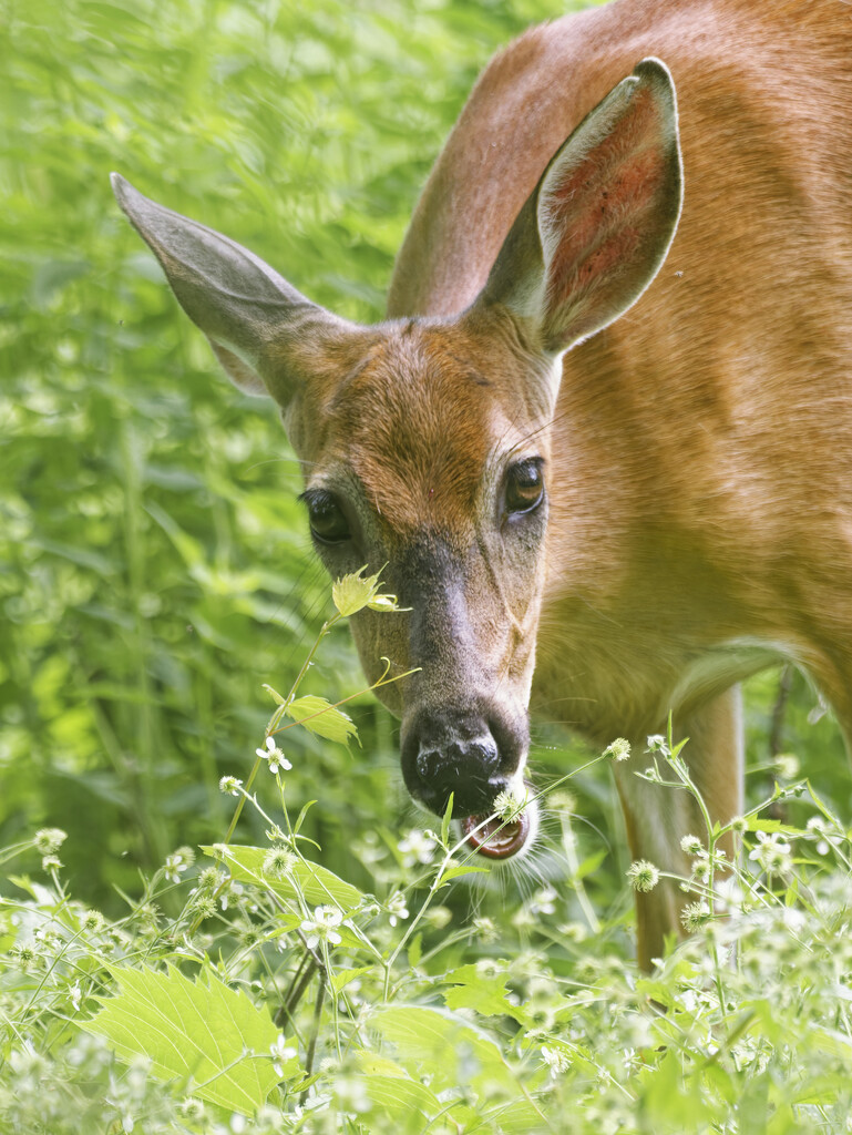 Deer  by rminer