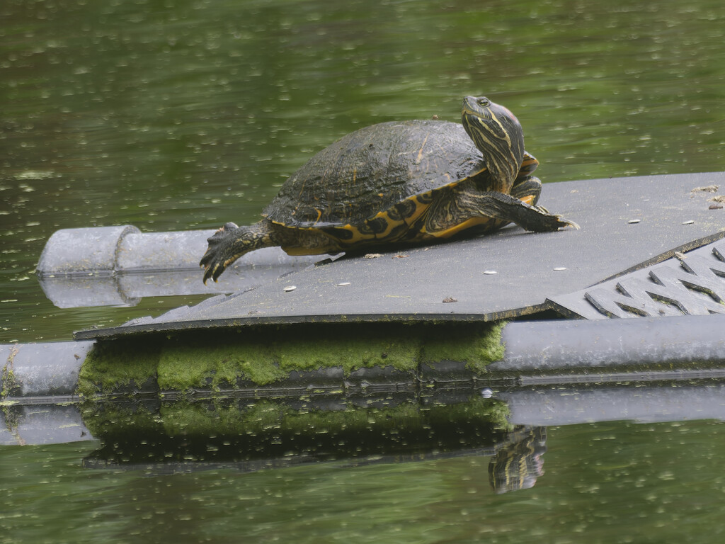 pond slider by rminer