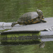 pond slider
