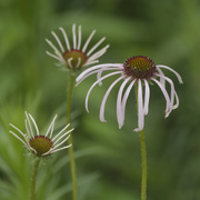 13th Jun 2026 - pale purple coneflower