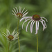 pale purple coneflower