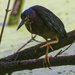 green heron 