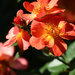 Orange Blooms for a Sunny Day