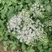 Little White Flowers 