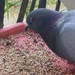 Pigeon Appreciation Day 