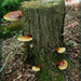 Fancy Fungi