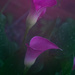 Calla lilies