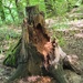 Another stump