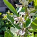 Future broad beans 