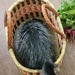 Basket case