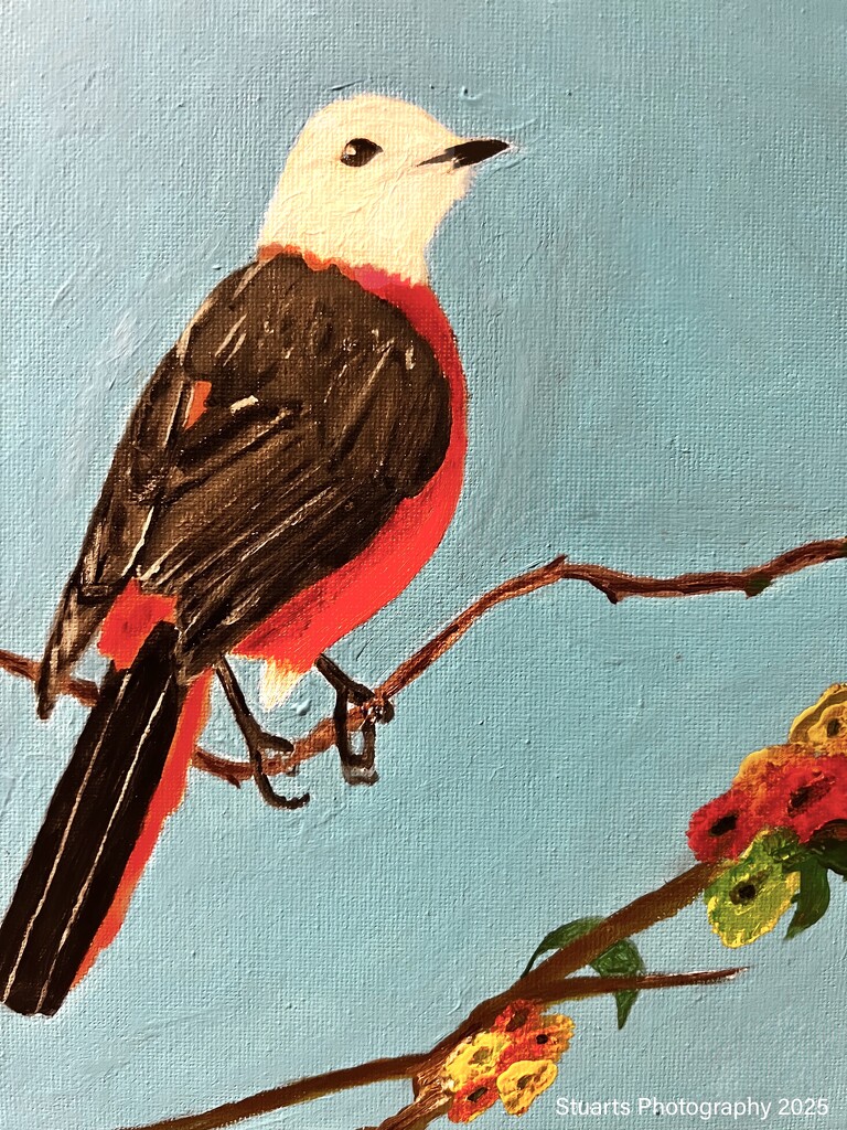 White headed robin (acrylic painting) by stuart46
