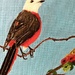White headed robin (acrylic painting)