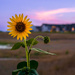 "Chasing the last rays of gold under a lavender sky