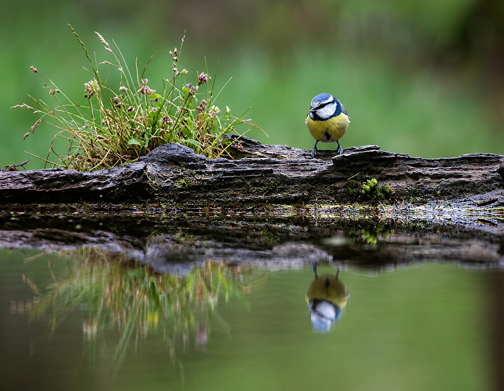 Blue Tit Reflecting by jesperani