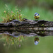 Blue Tit Reflecting