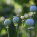 Poppies' capsules 