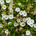 Sea Campion