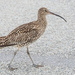 Curlew Crazy