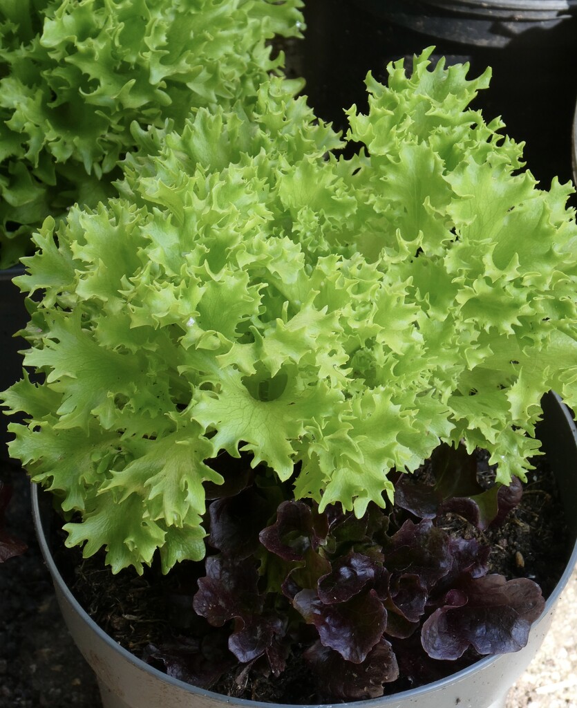 Lidl lettuce by orchid99