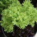 Lidl lettuce