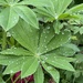 It Rained!