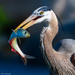 Here is what the Herons were fighting over!