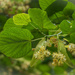 The linden tree is already blooming