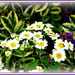Feverfew.