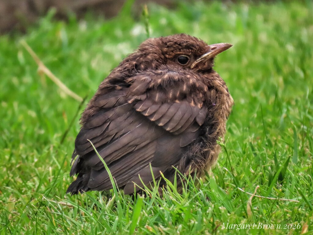 Fledge by craftymeg